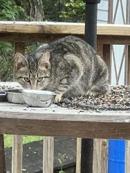 Found/Stray Unknown Cat last seen Buckingham , Garner, NC 27529