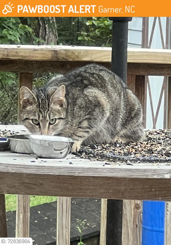 Found/Stray Unknown Cat last seen Buckingham , Garner, NC 27529