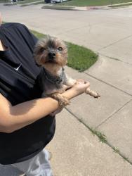 Found/Stray Female Dog last seen Alsbury and Micah, Burleson, TX 76028