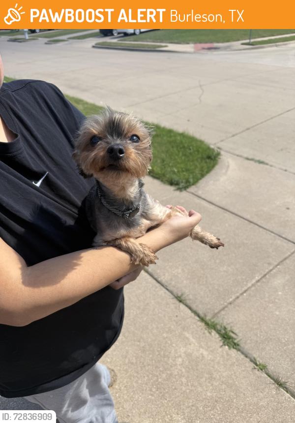 Found/Stray Female Dog last seen Alsbury and Micah, Burleson, TX 76028