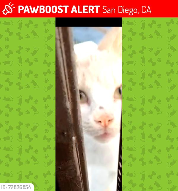 Lost Male Cat last seen Sea Breeze Drive at Edgewater St, San Diego, CA 92139