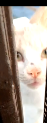 Lost Male Cat last seen Sea Breeze Drive at Edgewater St, San Diego, CA 92139