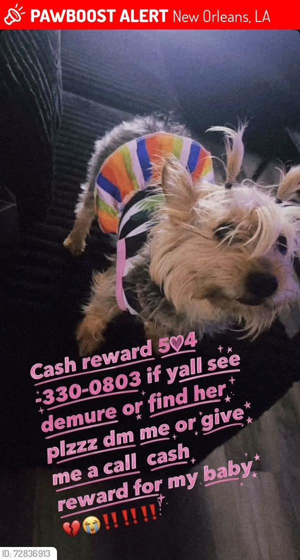Lost Female Dog last seen Downman and Dwyer , New Orleans, LA 70126