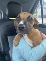Found/Stray Female Dog last seen Belmont park, Belmont, NC 28012