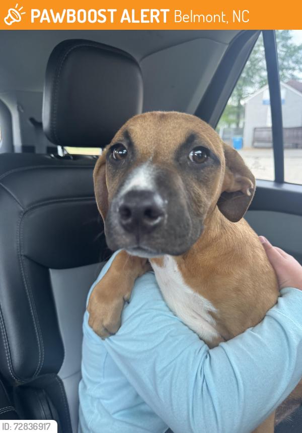Found/Stray Female Dog last seen Belmont park, Belmont, NC 28012