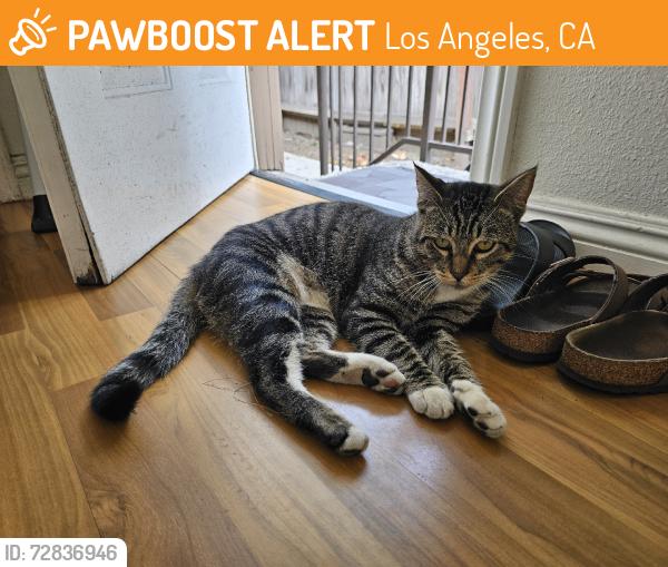 Found/Stray Male Cat last seen Main sawtelle street, Los Angeles, CA 90025