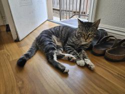 Found/Stray Male Cat last seen Main sawtelle street, Los Angeles, CA 90025