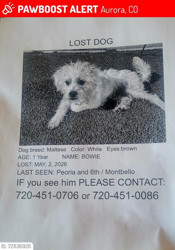 Lost Male Dog last seen Peoria and 6th king soopers , Aurora, CO 80011