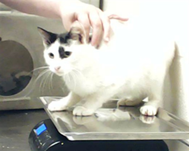 Shelter Stray Female Cat last seen Near WILLARD DR, FAYETTEVILLE NC 28312, Fayetteville, NC 28306