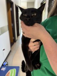 Found/Stray Female Cat last seen Near N Terry, Eugene, OR 97402