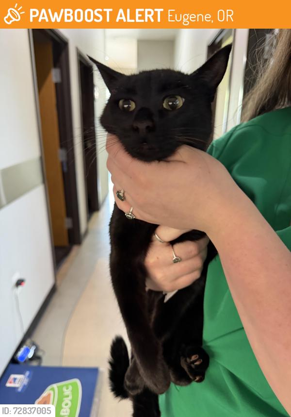 Found/Stray Female Cat last seen Near N Terry, Eugene, OR 97402