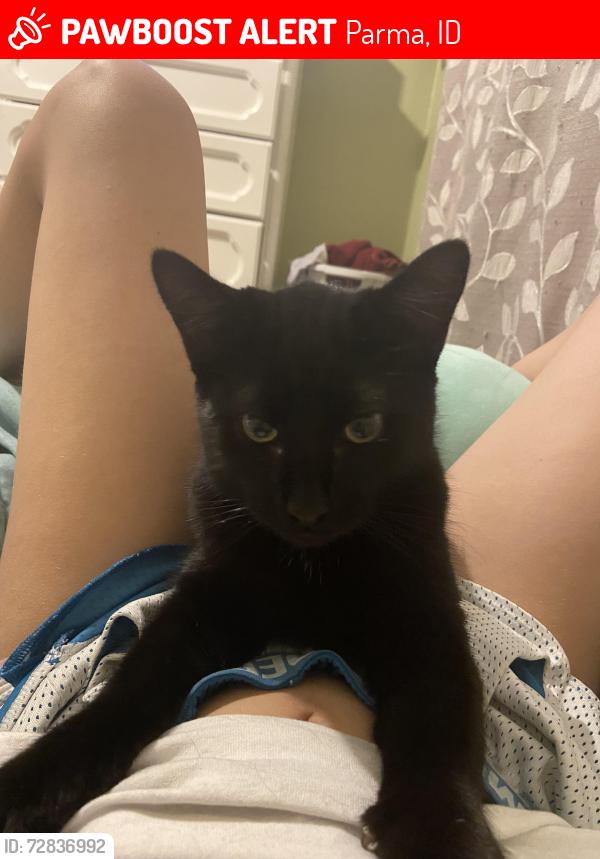 Lost Male Cat last seen N 4th St, Parma, ID 83660