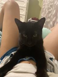 Lost Male Cat last seen N 4th St, Parma, ID 83660