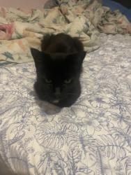 Lost Female Cat last seen 26th st and 21st ave w, Bradenton, FL 34205