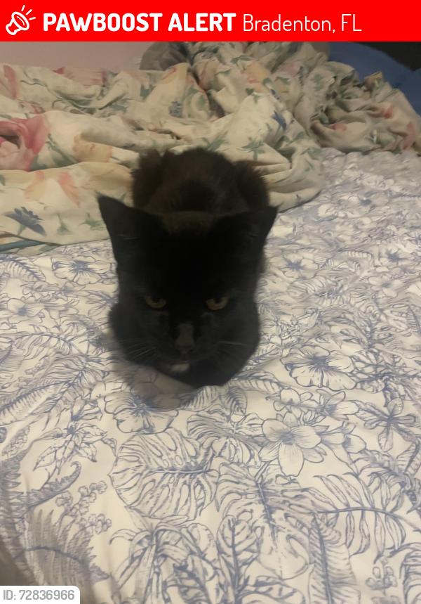 Lost Female Cat last seen 26th st and 21st ave w, Bradenton, FL 34205