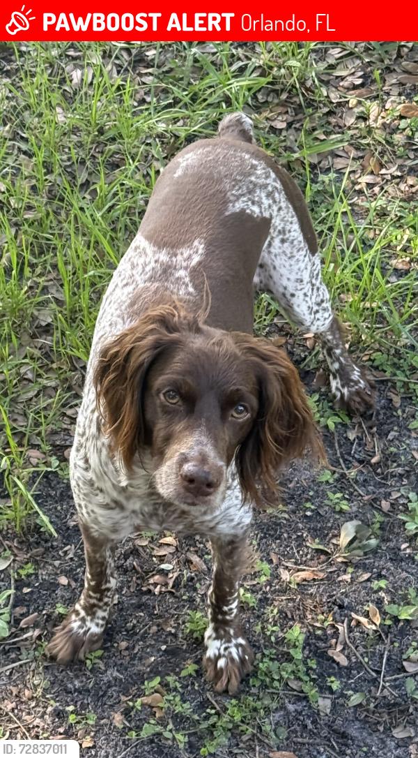 Lost Male Dog last seen Lake Holden hills drive, Orlando, FL 32801