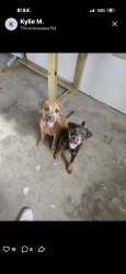 Lost Male Dog last seen Whitehurst Road , Plant City, FL 33563