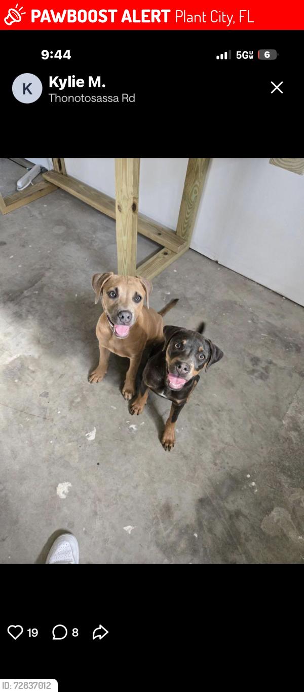 Lost Male Dog last seen Whitehurst Road , Plant City, FL 33563