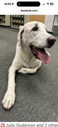 Lost Male Dog last seen Tortolita Preserve Trail head on west Moore Rd , Marana, Marana, AZ 85658
