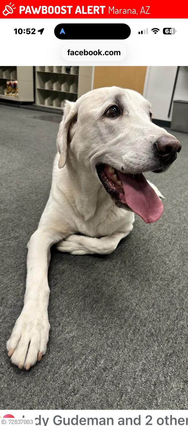 Lost Male Dog last seen Tortolita Preserve Trail head on west Moore Rd , Marana, Marana, AZ 85658