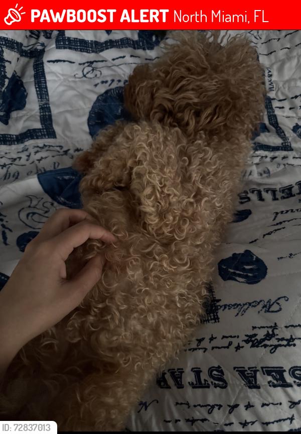 Lost Male Dog last seen scott galvin community center, North Miami, FL 33181