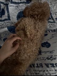 Lost Male Dog last seen scott galvin community center, North Miami, FL 33181