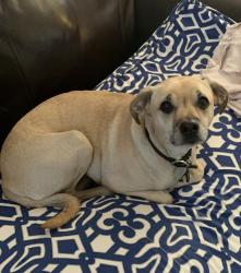 Lost Female Dog last seen North River Road in Oceanside by 7-Eleven pup m, Oceanside, CA 92054