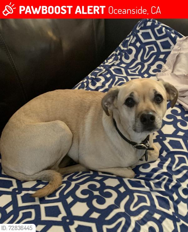 Lost Female Dog last seen North River Road in Oceanside by 7-Eleven pup m, Oceanside, CA 92054
