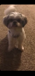 Lost Female Dog last seen Hoilday dr, Tool, TX 75143