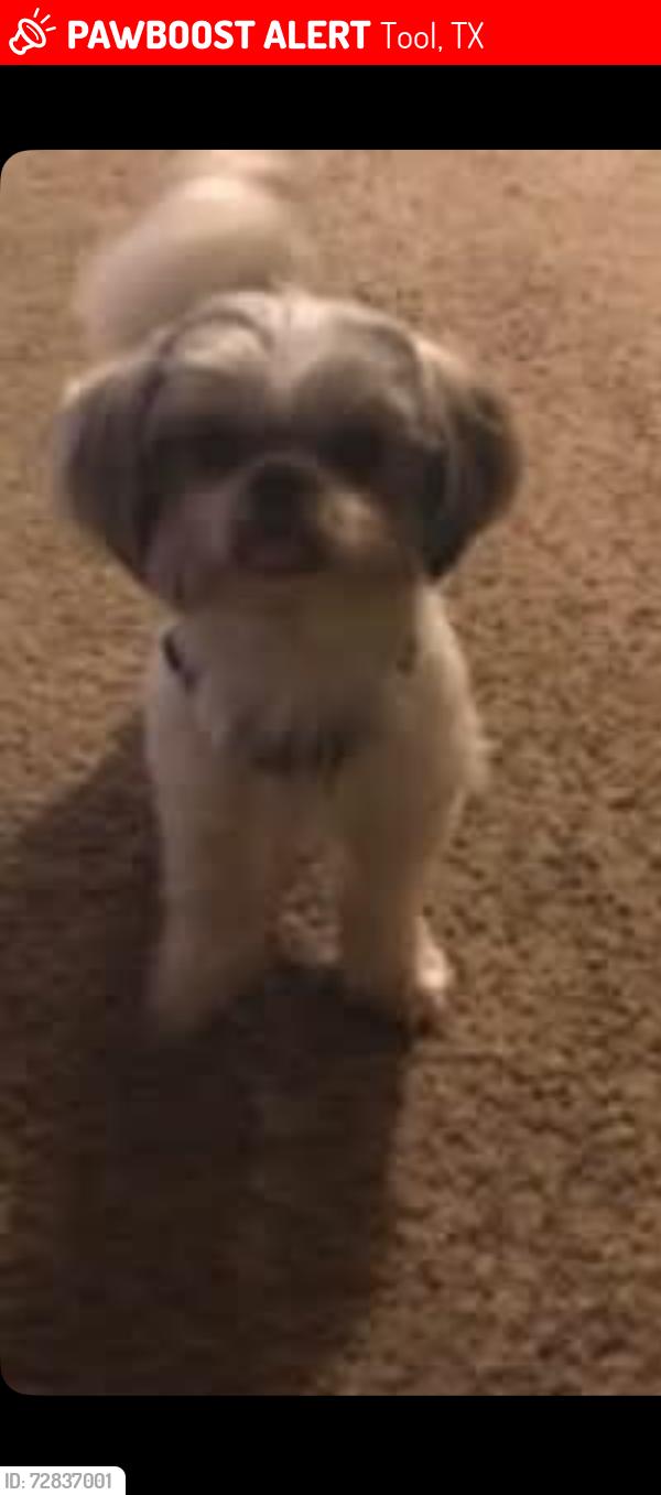Lost Female Dog last seen Hoilday dr, Tool, TX 75143