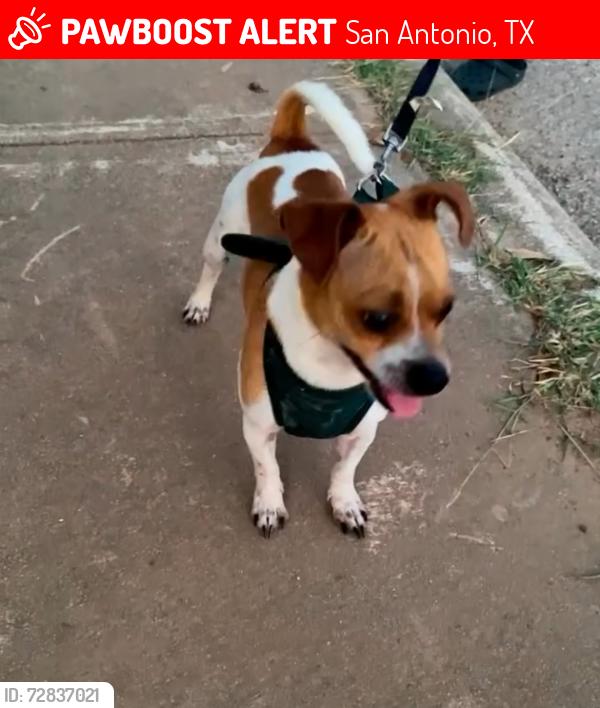 Lost Male Dog last seen Bob Hope elementary neighborhood area , San Antonio, TX 78211