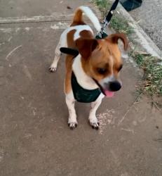 Lost Male Dog last seen Bob Hope elementary neighborhood area , San Antonio, TX 78211