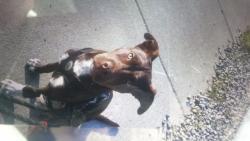 Lost Male Dog last seen Near station 19615 Elderberry St SW B, Rochester, WA 98579, Grand Mound, WA 98579