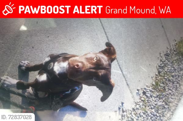 Lost Male Dog last seen Near station 19615 Elderberry St SW B, Rochester, WA 98579, Grand Mound, WA 98579