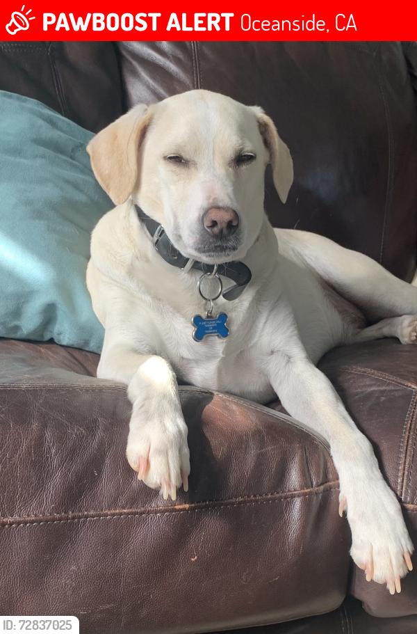 Lost Male Dog last seen North River Road in Oceanside at 7-Eleven, Oceanside, CA 92054