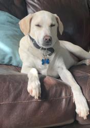 Lost Male Dog last seen North River Road in Oceanside at 7-Eleven, Oceanside, CA 92054