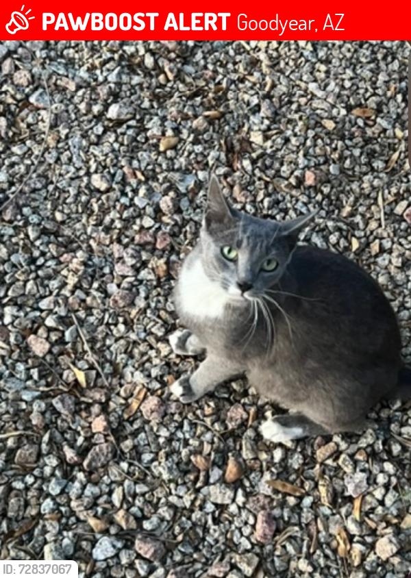 Lost Female Cat last seen Cotton lane, yuma, Goodyear, AZ 85338