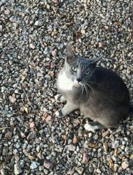 Lost Female Cat last seen Cotton lane, yuma, Goodyear, AZ 85338