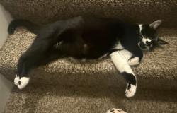 Lost Female Bird last seen Near Hamilton ave, Cincinnati, OH 45224