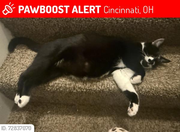 Lost Female Bird last seen Near Hamilton ave, Cincinnati, OH 45224