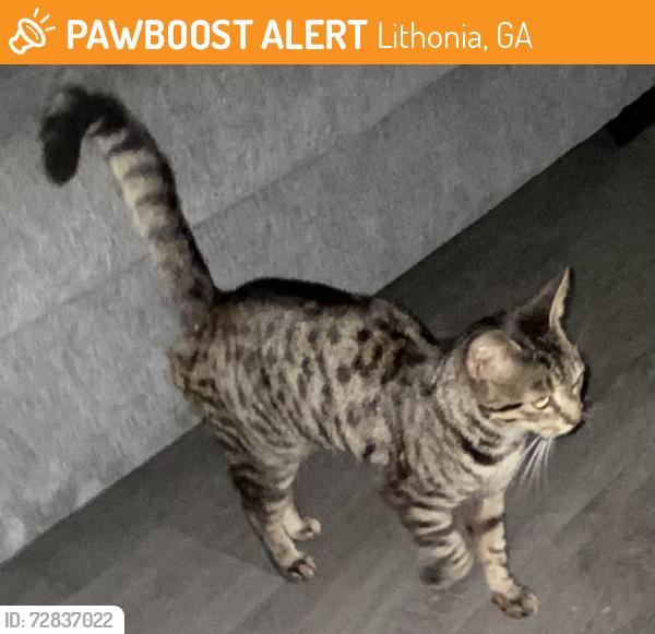 Found/Stray Male Cat last seen Hillandale and Embarcadero, Lithonia, GA 30058