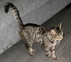 Found/Stray Male Cat last seen Hillandale and Embarcadero, Lithonia, GA 30058