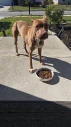Found/Stray Unknown Dog last seen Westover st , Auburn, AL 36832