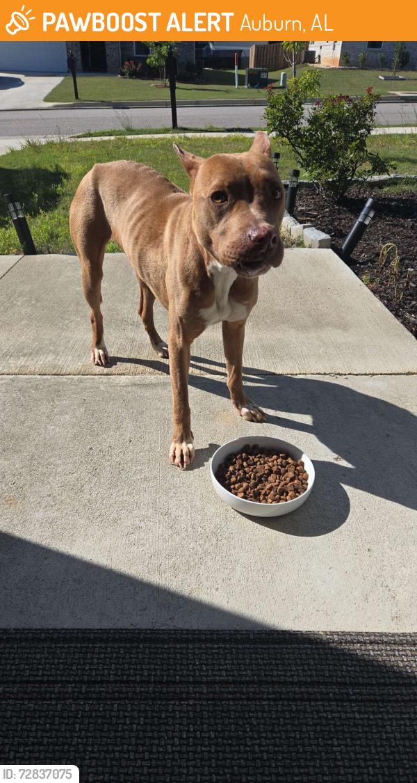 Found/Stray Unknown Dog last seen Westover st, Auburn, AL 36832