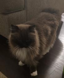 Lost Male Cat last seen Crawford Creek Subdivision , Grovetown, GA 30813