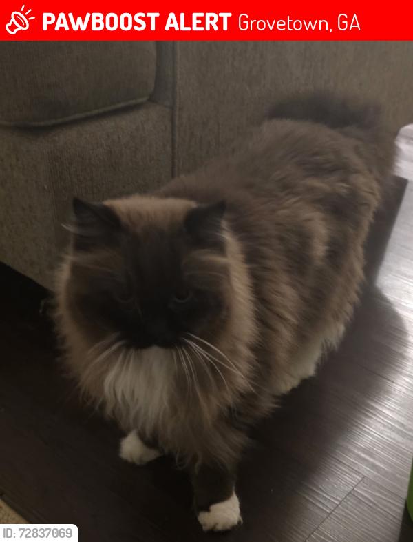Lost Male Cat last seen Crawford Creek Subdivision , Grovetown, GA 30813