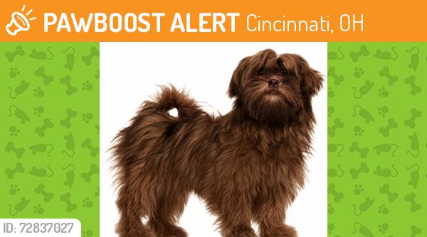 Rehomed Unknown Dog last seen Close to Southland Rd and Northland Blvd intersection. Across from Forest Park apmts , Cincinnati, OH 45240