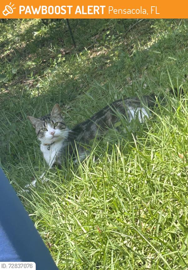 Found/Stray Male Cat last seen Near n Hilburn rd, Pensacola, FL 32514