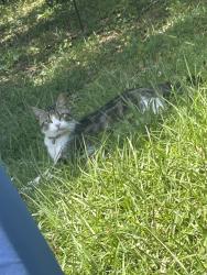 Found/Stray Male Cat last seen Near n Hilburn rd, Pensacola, FL 32514