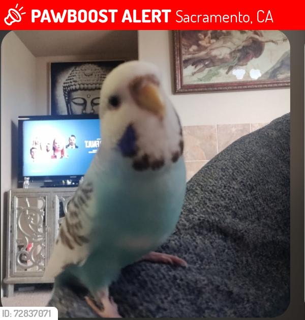 Lost Female Bird last seen Truxel and prosper Sacramento, CA 95834, Sacramento, CA 95834